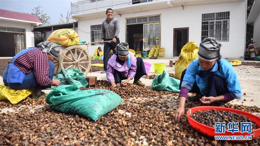 （经济）（1）广西凌云：低产油茶改造助农脱贫
