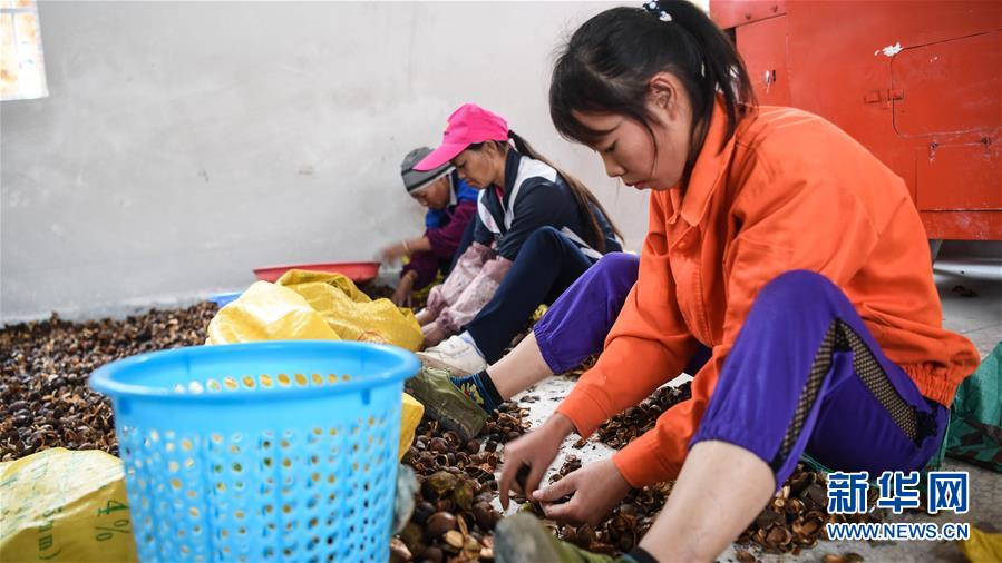 （经济）（2）广西凌云：低产油茶改造助农脱贫