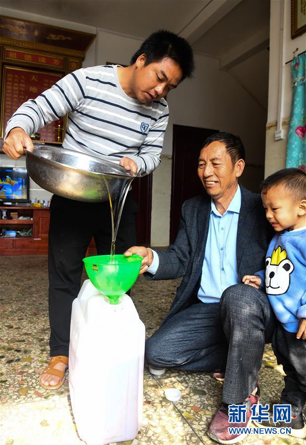 （经济）（4）广西凌云：低产油茶改造助农脱贫